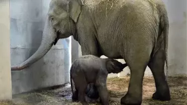 Türkiye'nin İkinci Fili de İzmir'de Dünyaya Geldi