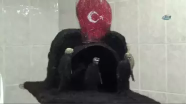 Madencinin Saçları Uluslararası Ödül Getirdi
