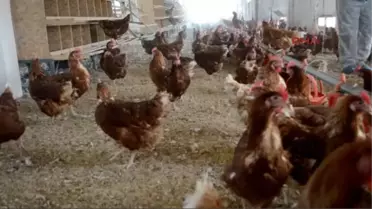 Manisa Valisinden Organik Yumurta Tesisinde İnceleme