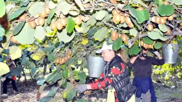 Türkiye'nin Kivi İhtiyacının Yüzde 70'ini Yalova Karşılayacak