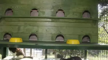 Küçükçekmece'de Sokak Kedileri Yuvalarına Kavuştu