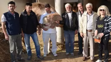 Selçuk'taki Deveciler İsyanda