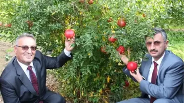 Manisa Nar Üretiminde 11'inci Sırada