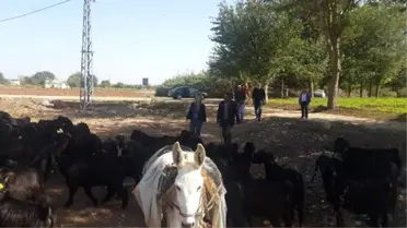 Kilis Keçisi Yetiştiriciliği Her Geçen Gün Artıyor