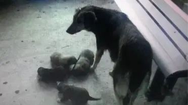 Mazgalda Sıkışan Yavru Köpekler Kurtarılana Kadar Anneleri Başında Bekledi