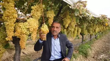 Sarıgöl Bağları Büyük Soğukhava Deposunu Andırıyor