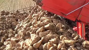 Kar Yağışı Erken Hasat Getirdi
