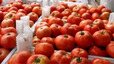 Domates Üreticisinin Rekolte Beklentisinde 'Yaz Poyrazı' Endişesi
