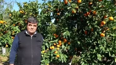 Ayvalık'ta Zeytinden Sonra Mandalina Hasadı Başladı