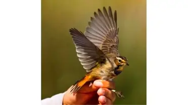 Kuş Cenneti'nde 12 Yılda 92 Bin Kuş Halkalandı