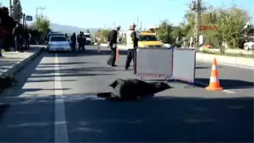 Muğla'da Yolun Karşısına Geçmek İsterken Canından Oldu