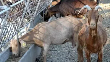 Üniversiteli Keçiler Kapış Kapış Satılıyor