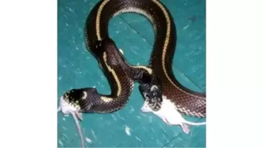 Bu Evde Gila Canavarı da Var Çift Başlı Yılan da