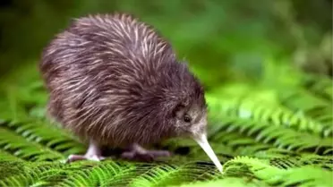 Kiviler Yeniden Hayata Tutundu