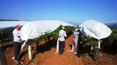 Manisa'dan Kısa Kısa