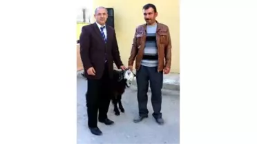 Üreticiye 95 Kıl Keçisi Dağıtıldı