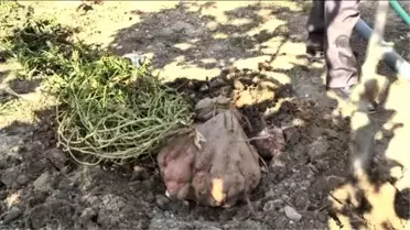 Hataylı Çiftçi, 22 Kilogramlık Patatesiyle, Guinness'e Aday!