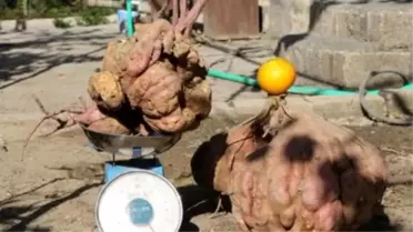 22 Kilogramlık Patatesiyle Guinness'e Aday Olacak
