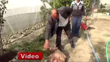 22 Kilogramlık Patates Guinness'e Aday