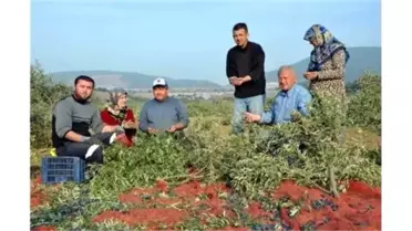 Yırca Köyünde Ağlatan Hasat