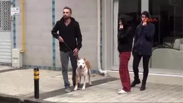 Çanakkale'de Pitbull Dehşeti