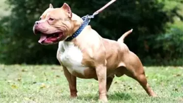 Çanakkale'de Pitbull Saldırısı İddiası