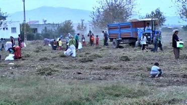 Başakçılar' Yer Fıstığı Mesaisine Başladı
