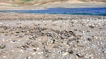 Kahta'da Ölen Binlerce Balık Kıyıya Vurdu