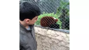 Hayvanat Bahçesini, Bu kez Gebzeli Boksörler Gezdi