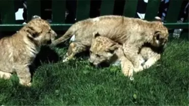 Darıca Hayvanat Bahçesindeki 3 Aslan Yavrusuna İsim Aranıyor