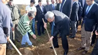Ordu'da Abdullah Gül Ceviz Ormanı