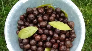 Samanlı Zeytininin Kalitesi Elle Toplanmasından Geliyor