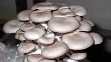 Organik Kayın Mantarı Alternatif Geçim Kaynağı Olacak