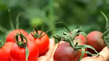 Ruslar İstedi, Türk Mühendis Islah Etti