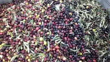 Zeytin Çekirdeği Kalorifer Yakıtı Oldu