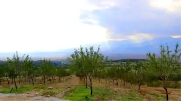 Ege'nin En Büyük Badem Bahçesi Bu Yaz İlk Meyvelerini Verecek