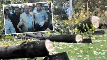 CHP'li Belediye 108 Ağacı Katletti