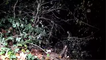 Kocaeli'nde Otomobil Şarampole Devrildi: 3 Yaralı