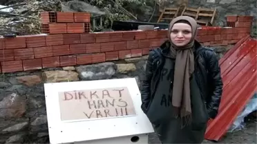 Sivas Minik Deva Köpeği 'Hans'ı Arıyor