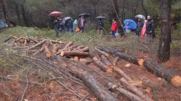 Urla'da Ağaç Nöbeti