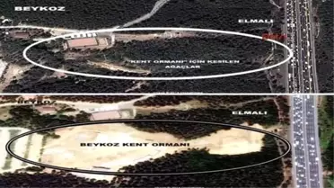 Kent Ormanı Yapmak İçin Orman Kesiliyor