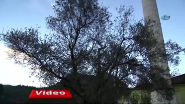 Zeytin Ağacı Gölgesinde Namaz