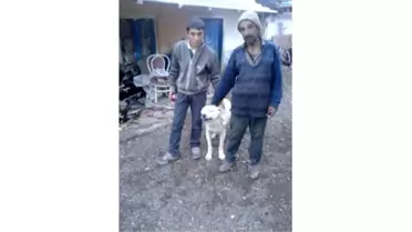 Bu Köpek Fazladan Yaşıyor