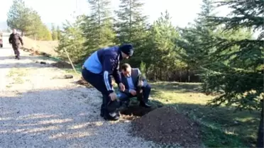 Hamamözü'nde Ağaçlandırma Çalışması