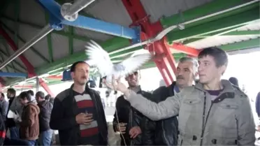 Bursa'da Otomobil Fiyatına Güvercin Satılıyor