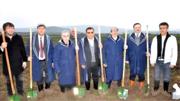 Santral İçin Zeytin Kesen Kolin Zeytin Kampanyası Başlattı