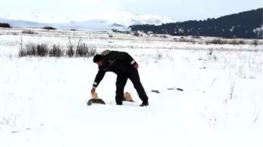Ardahan'da Yaban Hayvanları İçin Doğaya Yem Bırakıldı