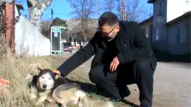 Bu Köyde Kedilerin En Büyük Dostu 'Tomas'