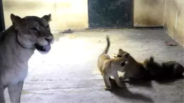 Darıca Hayvanat Bahçesi'nde Isıtıcı Odalar Devrede