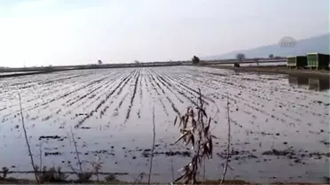 Büyük Menderes Nehrindeki Su Taşkını Söke Ovasını Vurdu